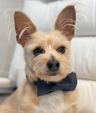 Buddy the Therapy Dog